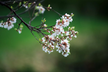 Blooming branch of Prunus nipponica, also called Japanese alpine cherry or Kurile cherry