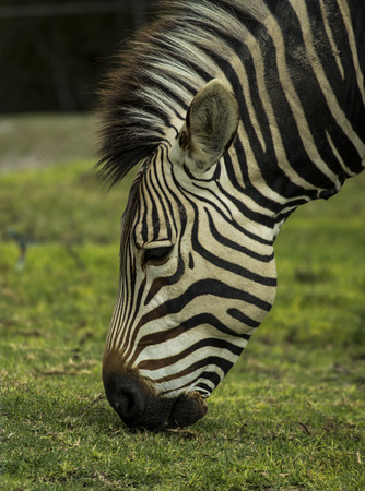 Zebra's head, approaching the grass to eatの写真素材