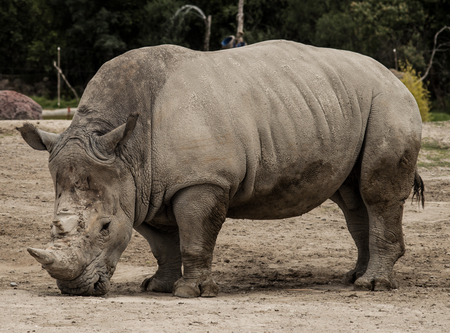 Rhinoceros standing, bringing nose to earth to smell itの写真素材