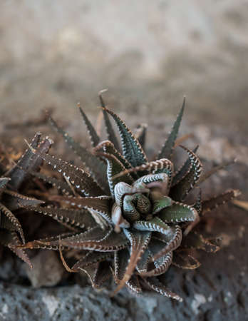 Urban cactaceous plant in stone potのeditorial素材