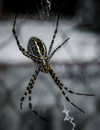 Tiger spider weaving web somewhere urbanの写真素材