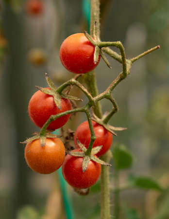 Red cherry tomato plant with shootsの写真素材