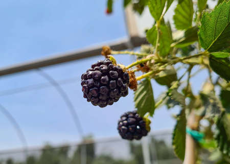 Blackberry bush, with ripe fruits, about to be harvested in an urban gardenの写真素材