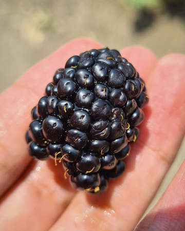Hand-held blackberry fruit, freshly harvested from an urban garden.の写真素材