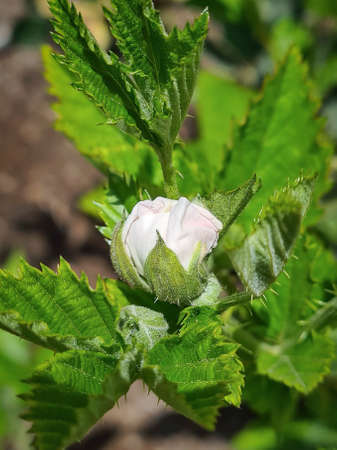 Blackberry flower in full bloom, with green leaves.の写真素材