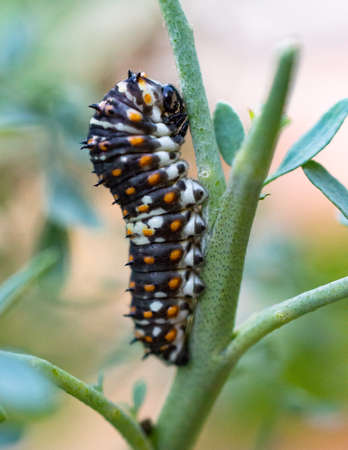 Butterfly caterpillar walking on a green branch.の写真素材