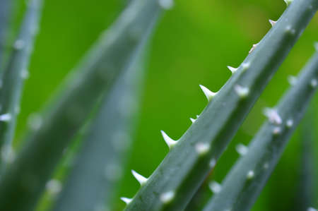 Close up of plantsの写真素材