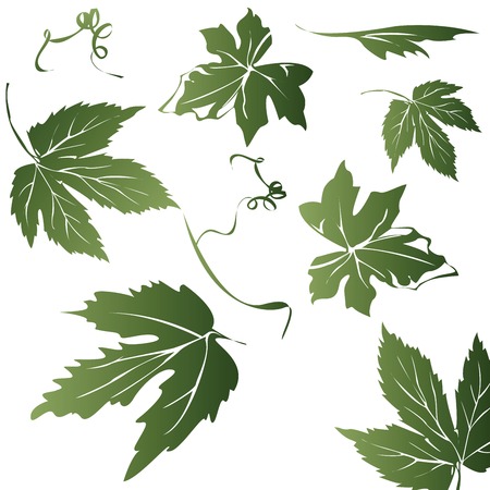 grapevine leaves silhouettes- elements for designのイラスト素材