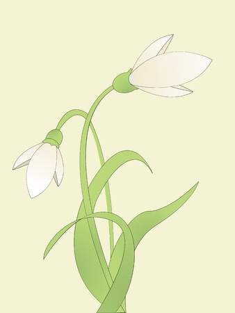 Background illustration with common snowdropのイラスト素材