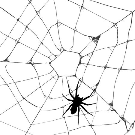 Grunge web spider over white backgroundのイラスト素材