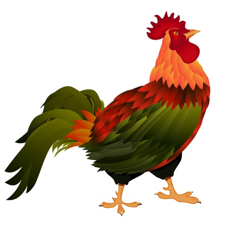 Illustration of a standing rooster over white backgroundのイラスト素材