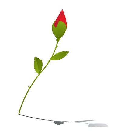 Young red rose and reflection over white backgroundのイラスト素材