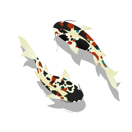 Carp. Koi Fish against white backgroundのイラスト素材