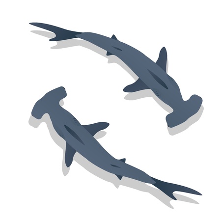 Hammer sharks, isolated objects on white backgroundのイラスト素材