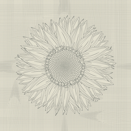 Sunflower grunge sketch, abstract artのイラスト素材