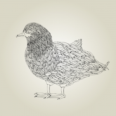 Hand drawing grunge sketch of a little duckのイラスト素材