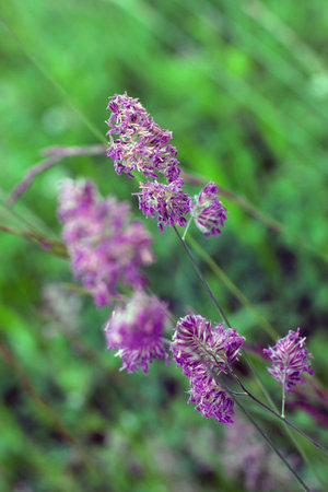 Cocksfoot,Dactylis glomerata, flowers details in the fieldの写真素材