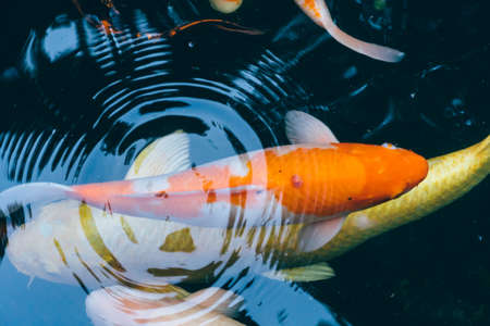 happy goldfish