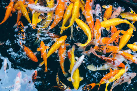happy goldfishの写真素材