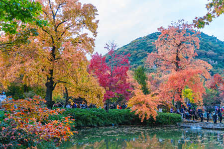 I love the reds and golds of autumnの写真素材