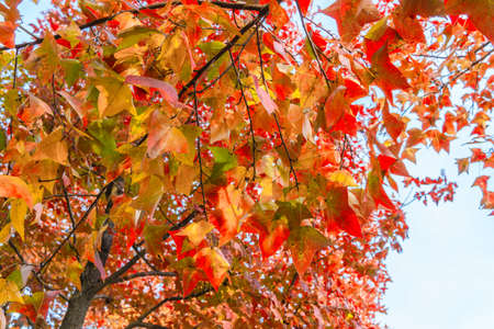 I love the reds and golds of autumn