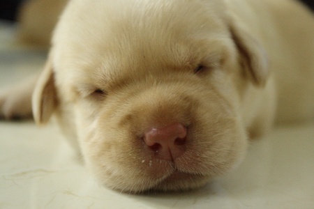 My Puppyの写真素材