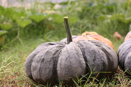 pumpkin in the garden の写真素材