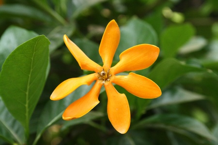 The beautiful Gardenia carinataの写真素材