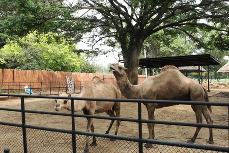 Camel in the zooの写真素材