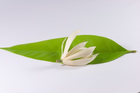 White Champaka bloomingの写真素材