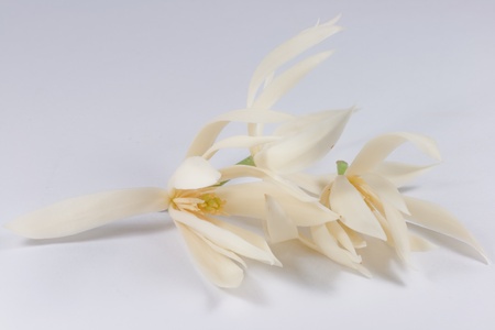 White Champaka bloomingの写真素材