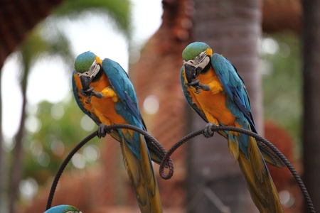 The twin mccow bird  in the same action
