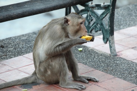 A monkey enjoy to eat  mango