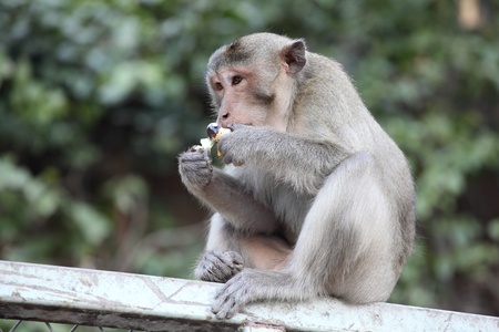 A monkey enjoy to eat egg.の写真素材