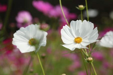 The beautiful white cosmos の写真素材