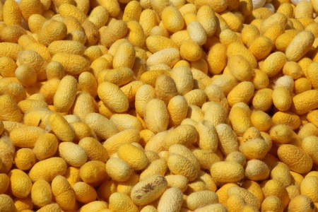The colorful of silkworm cocoonsの写真素材