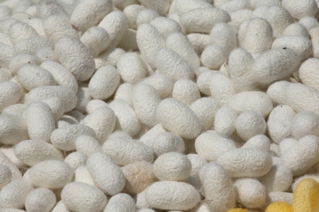 The colorful of silkworm cocoonsの写真素材