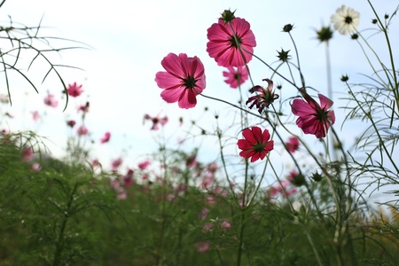 The beautiful red cosmosの写真素材