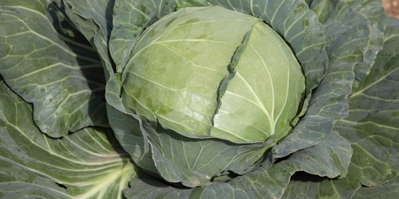 The green of cabbage
