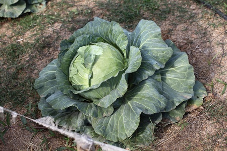 Cabbage in the farm