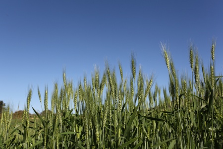 Wheat field, Thailand