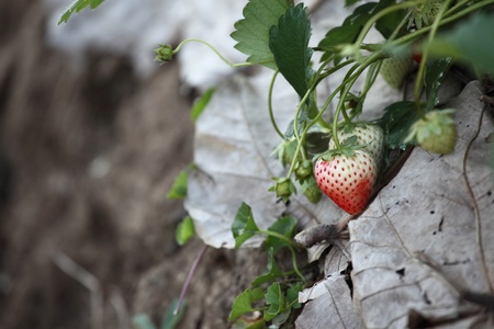 Strawberry farm ,Thailandの写真素材