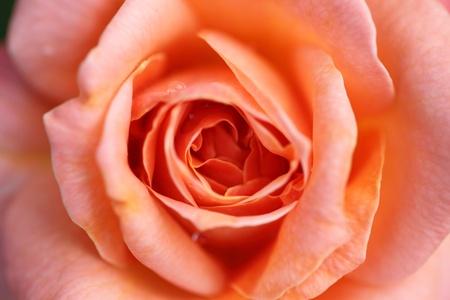 Beautiful roseの写真素材