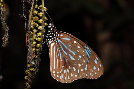 Butterfly with favorite flower の写真素材