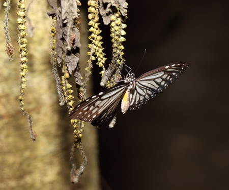 Butterfly with favorite flower の写真素材