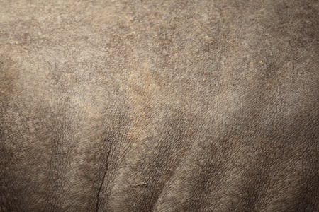 A Rhino skin background の写真素材