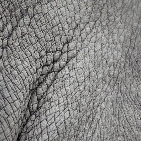 A Rhino skin background の写真素材