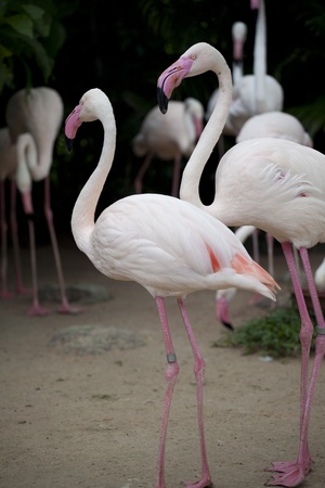 Flamingos in zoo