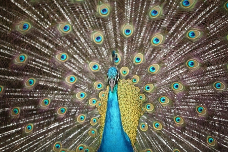 A peacock displayの写真素材