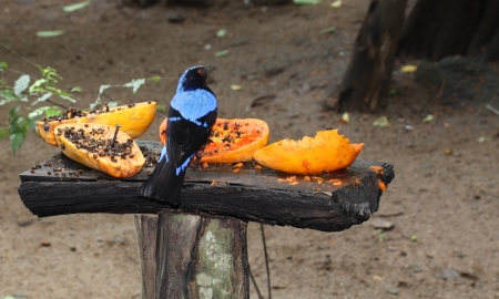 Asian Fairy-bluebird eating papayaの写真素材
